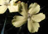 Dianthus_knappii_1.jpg (37575 byte)