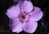 Dianthus_monspessulanus_1.jpg (45849 byte)