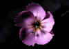 Dianthus_silvestris_2.jpg (26059 byte)