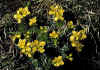 Draba_aizoides_1.jpg (102967 byte)