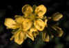 Draba_aizoides_2.jpg (35296 byte)