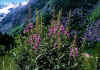 Epilobium_angustifolium_1.jpg (109467 byte)