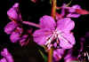 Epilobium_angustifolium_2.jpg (43746 byte)