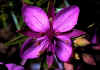 Epilobium_fleischeri.jpg (54132 byte)