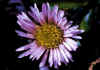 Erigeron_uniflorus_2.jpg (52716 byte)