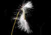 Eriophorum_angustifolium.jpg (58229 byte)