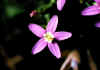 Erithraea_centaurium.jpg (25148 byte)