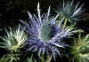 Eryngium_alpinum_1.jpg (87427 byte)