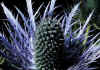 Eryngium_alpinum_2.jpg (100537 byte)