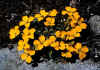 Erysimum_helveticum_pumilum_1.jpg (87419 byte)