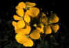 Erysimum_helveticum_pumilum_2.jpg (37723 byte)