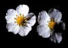 Fragaria_vesca_1.jpg (36580 byte)