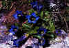 Gentiana_acaulis_1.jpg (104033 byte)