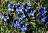 Gentiana_acaulis_2.jpg (113038 byte)