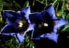 Gentiana_acaulis_3.jpg (47606 byte)