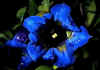 Gentiana_acaulis_var_angustifolia_1.jpg (41143 byte)