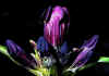 Gentiana_purpurea_1.jpg (46887 byte)