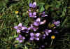 Gentianella_campestris_1.jpg (73759 byte)