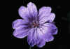 Geranium_phaeum_1.jpg (77233 byte)