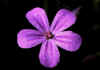 Geranium_robertianum_1.jpg (36133 byte)