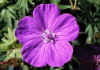 Geranium_sanguineum_1.jpg (62711 byte)