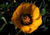 Geum_montanum_1.jpg (42445 byte)