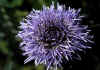 Globularia_nudicaulis_1.jpg (66518 byte)