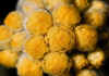 Helichrysum_tianschianicum_2.jpg (58524 byte)