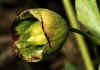 Helleborus_foetidus_1.jpg (50680 byte)