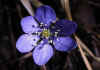 Hepatica_nobilis_1.jpg (46097 byte)