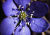 Hepatica_nobilis_2.jpg (61973 byte)