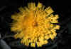 Hieracium_pelaterianum_6.jpg (50537 byte)