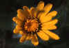 Hieracium_villosum_4.jpg (38771 byte)