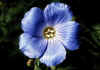 Linum_perenne_ssp_alpinum.jpg (50977 byte)