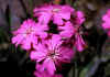 Lychnis_flos_jovis_1.jpg (55083 byte)