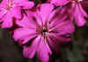 Lychnis_flos_jovis_2.jpg (53671 byte)