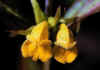 Melampyrum_pratense_1.jpg (44410 byte)