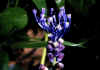 Muscari_comosum_1.jpg (38398 byte)