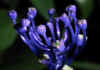 Muscari_comosum_2.jpg (36265 byte)