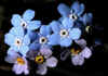 Myosotis_alpestris_1.jpg (47220 byte)