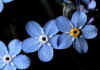 Myosotis_alpestris_2.jpg (45865 byte)