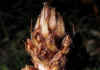 Orobanche_2.jpg (56328 byte)