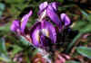 Oxytropis_halleri_1.jpg (59121 byte)