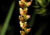 Polygonum_viviparum_1.jpg (32915 byte)