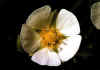 Potentilla_alba.jpg (31998 byte)