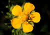 Potentilla_argentea.jpg (34994 byte)