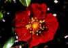 Potentilla_argyrophylla_2.jpg (41201 byte)