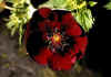 Potentilla_atrosanguinea.jpg (50511 byte)