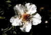 Potentilla_nitida_var_alba.jpg (44542 byte)