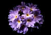 Primula_denticulata.jpg (35933 byte)